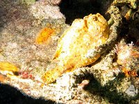 Frogfish 1